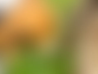 Why do dogs and cats eat grass?