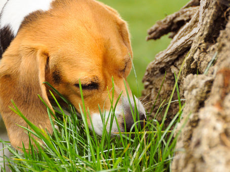 Why do dogs and cats eat grass?