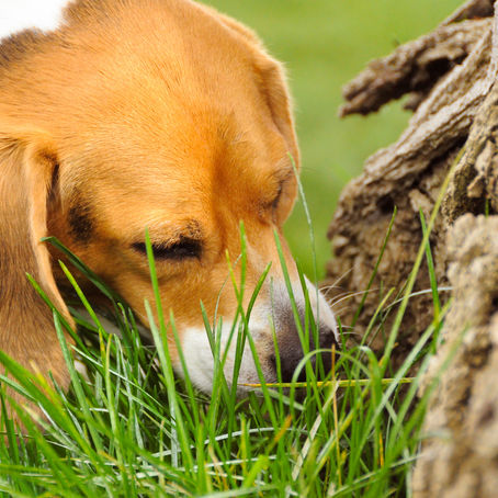 Why do dogs and cats eat grass?