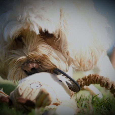 Giving back to your four legged companion