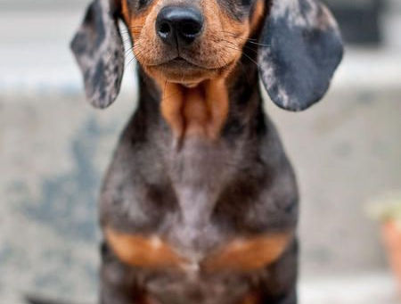 10 interesting facts about Dachshunds