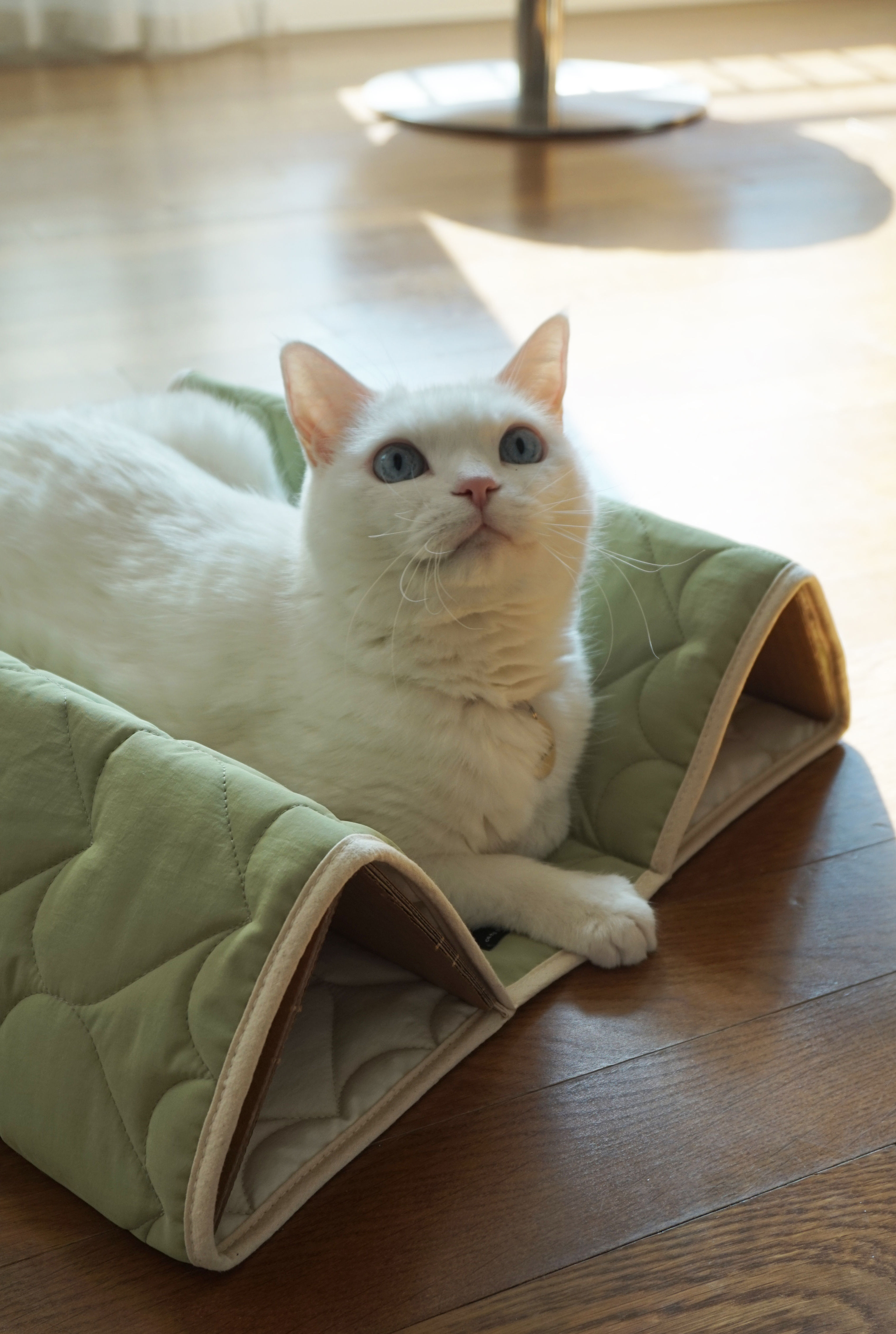 Cat on the Roof Padded Mat