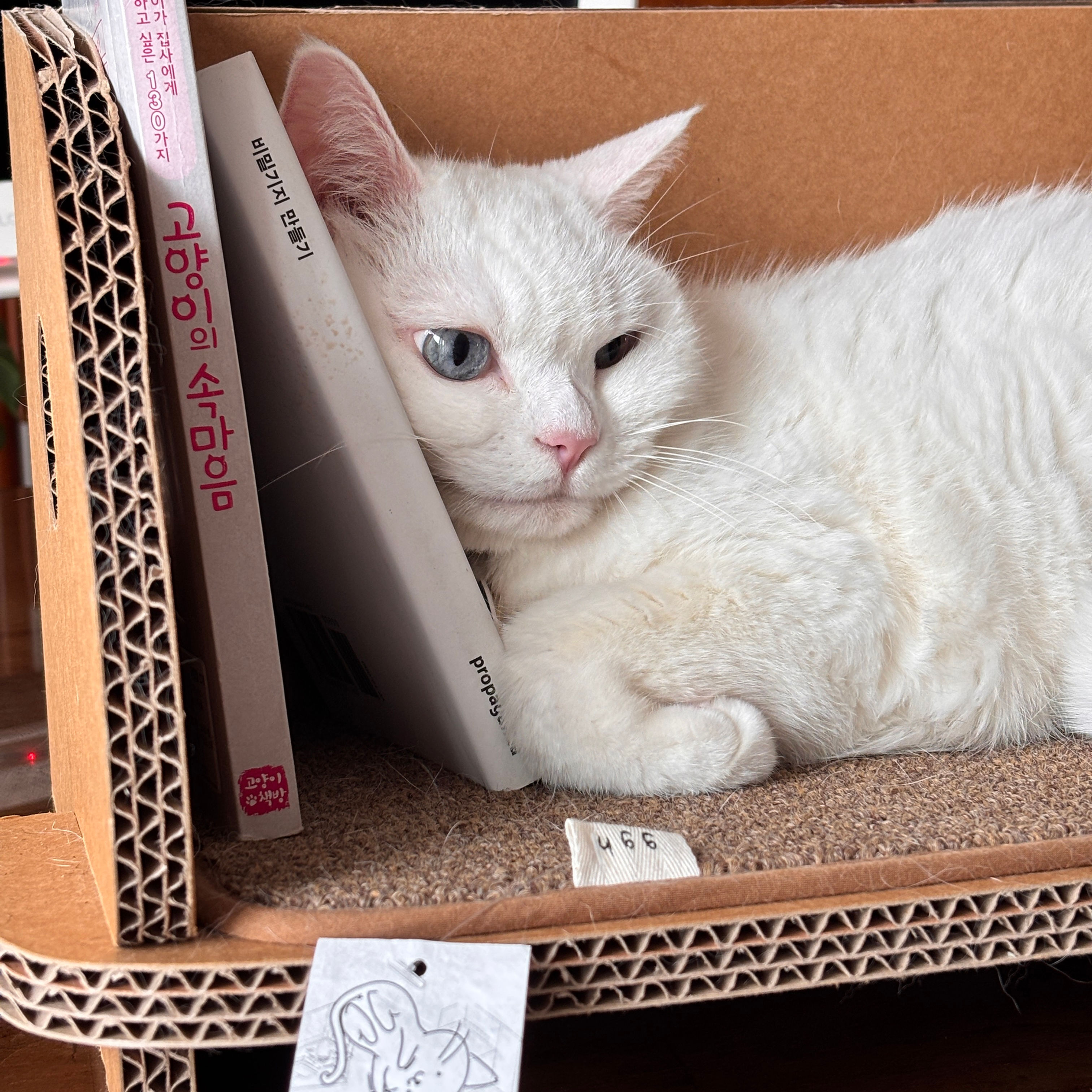 Cat Bookshelf with Scratch Pad