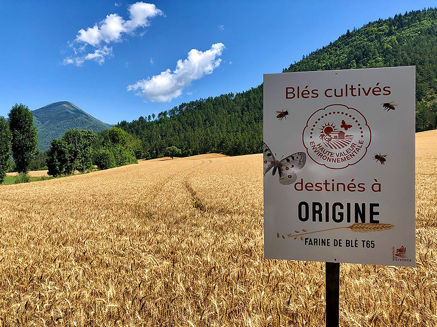 champ-ble-origine-minoterie-trieves.jpeg