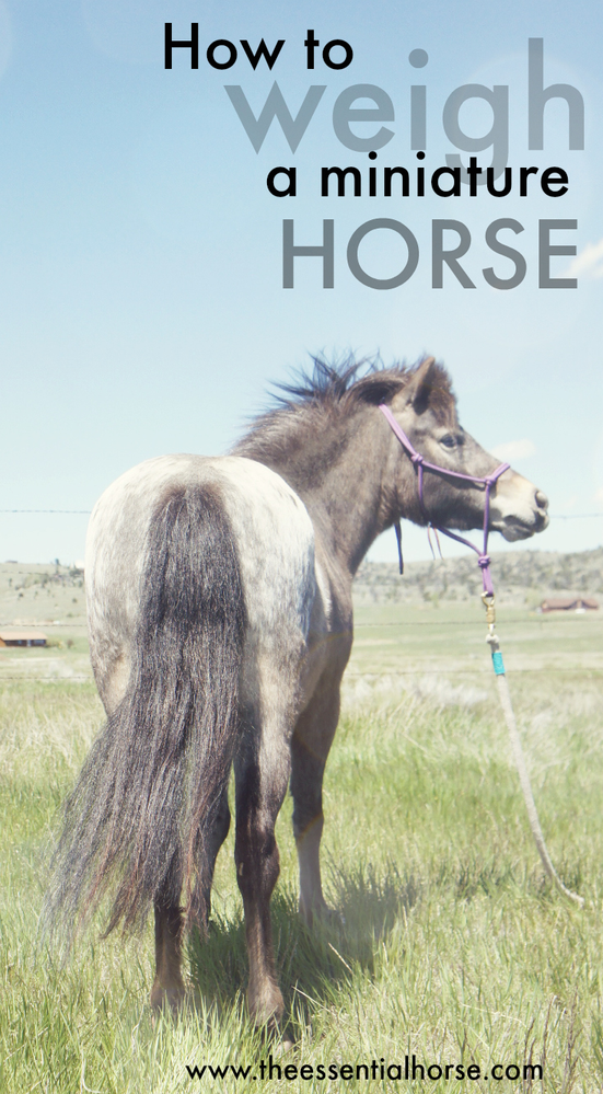 How to Weigh a Miniature Horse