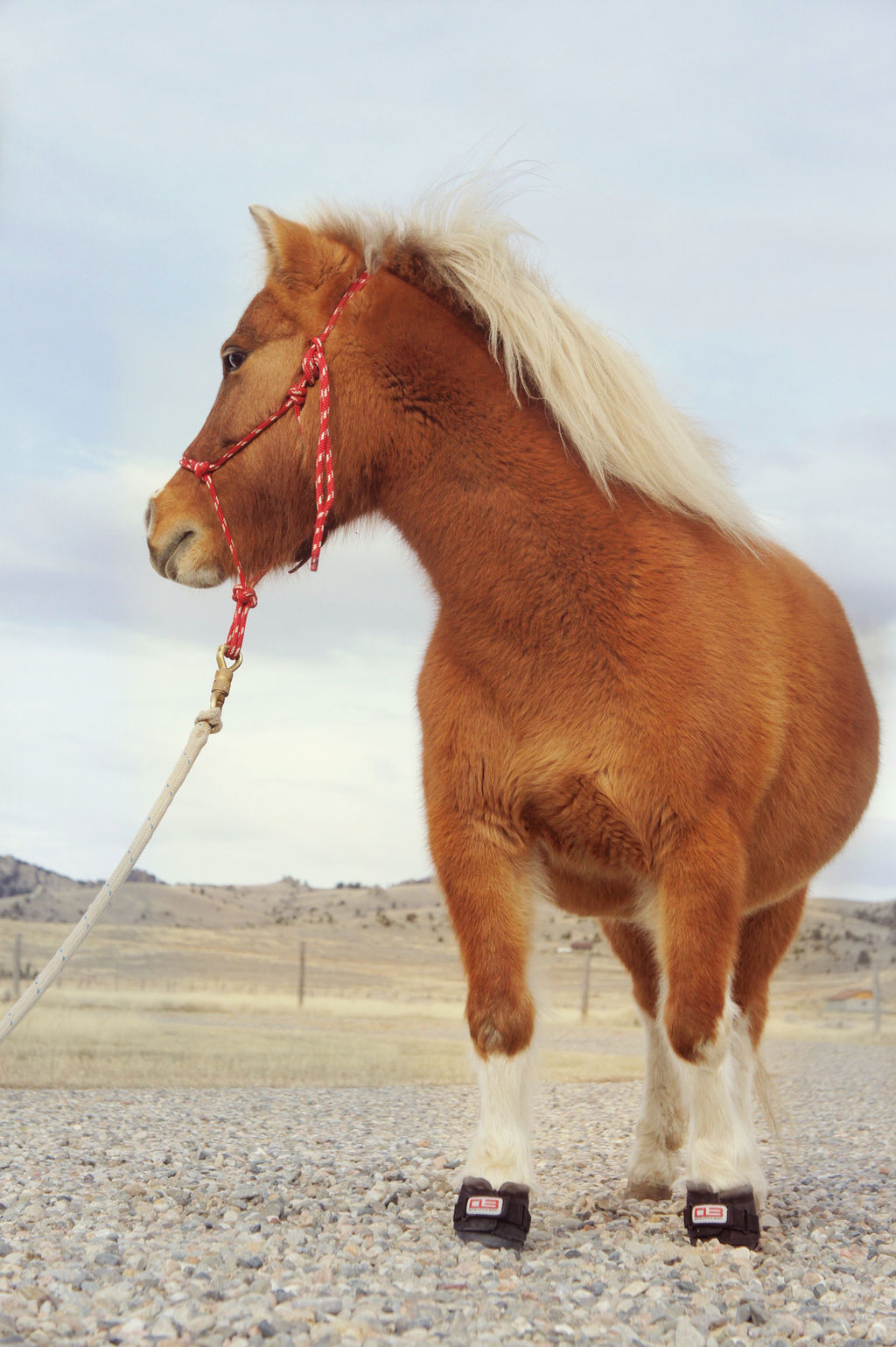 Miniature Horse Boots
