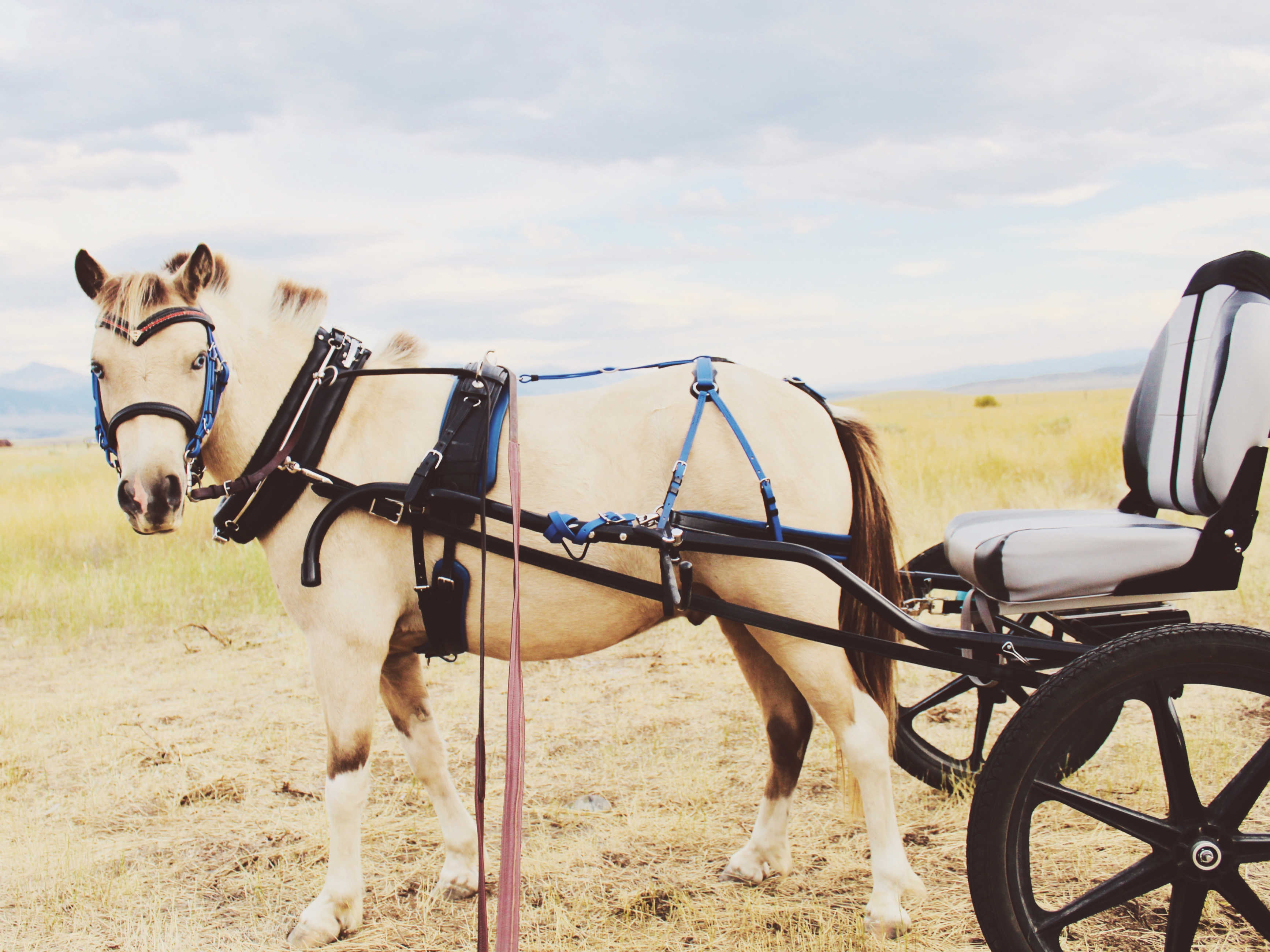 Pairing Harnesses and Vehicles