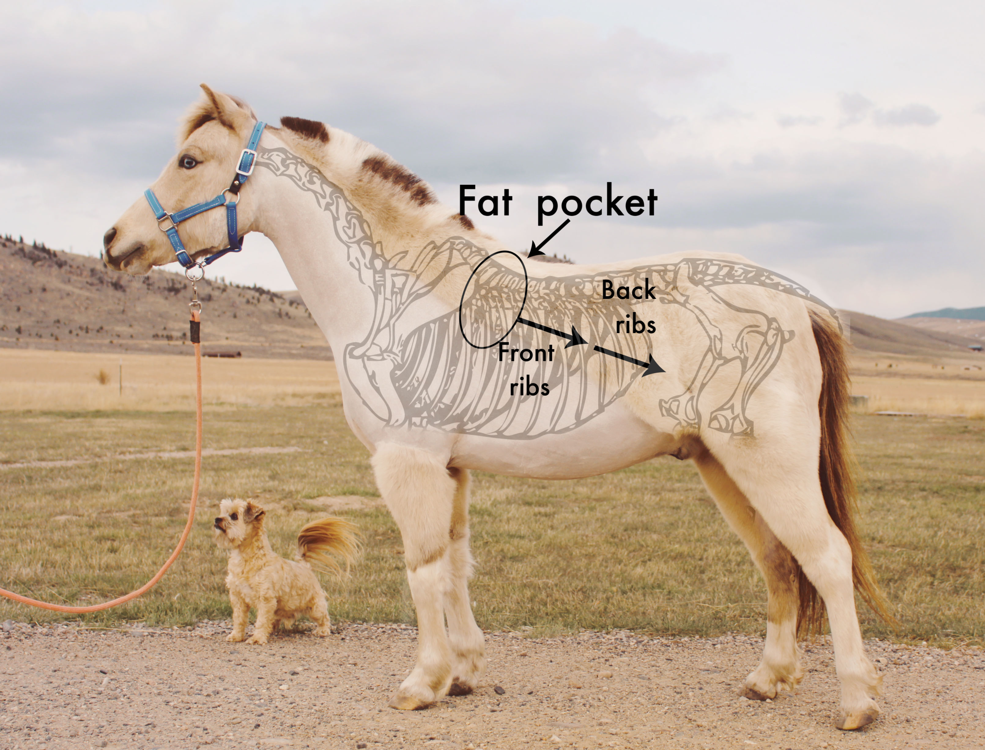 Ideal Weight