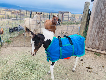 How I Prepare a Weanling for Winter