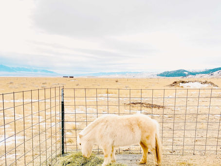 Follow up to How to Make Your Pony Crazy