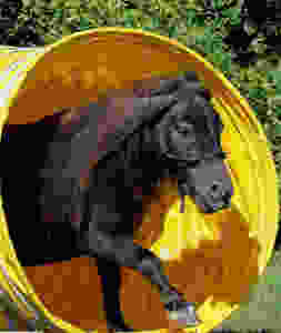 Horse Agility
