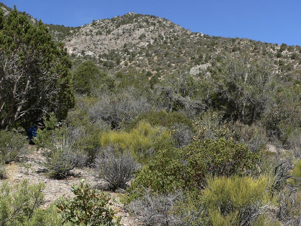 highdesertbiome