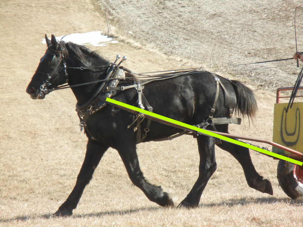 Collars, Line of Draft, Balance of Draft