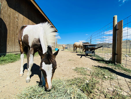 Oliver out with Sky & Zorro!
