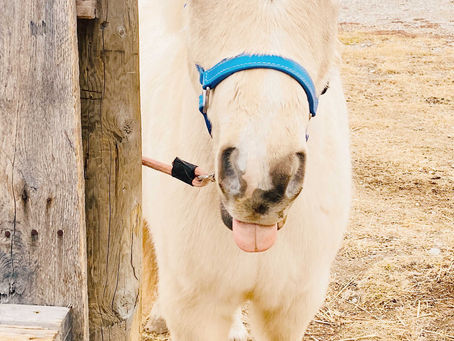 Dental Issues and Zorro