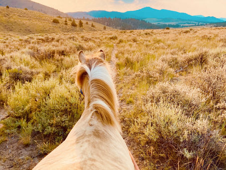 Middle of Summer Feed Program Update