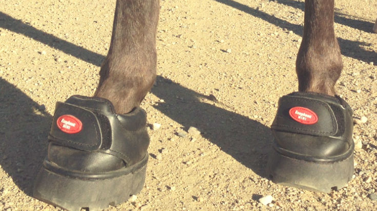 Easyboot Mini Hoof Boot