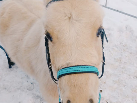 How to Make Your Pony Crazy