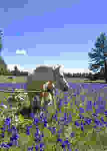 fullsizeoutput_c9