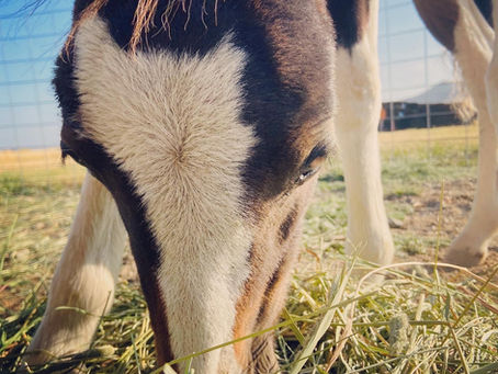 The Next Stage of Weaning