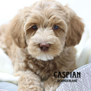 Australian Labradoodle Puppy