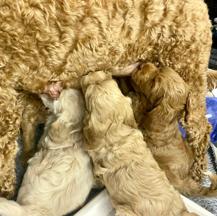 Standing milk bar