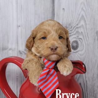 Bryce