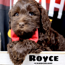 Royce