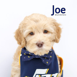 Joe
