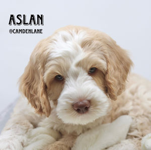 Australian Labradoodle Puppy