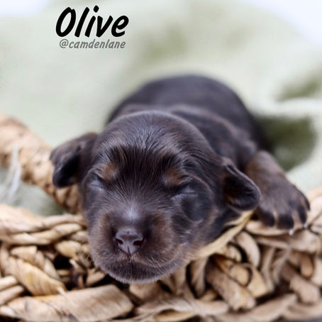 Australian Labradoodle Puppy