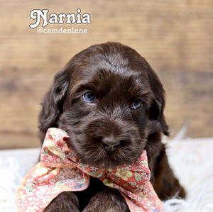 Australian Labradoodle Puppy