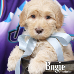 Bogie