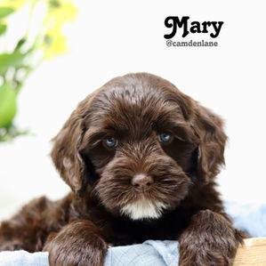 Australian Labradoodle puppy