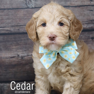 Cedar