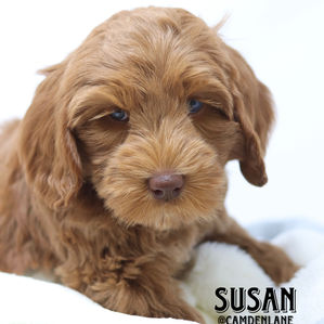 Australian Labradoodle Puppy