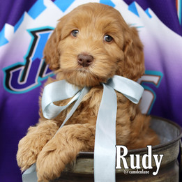 Rudy