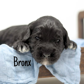 Australian Labradoodles Male Puppy