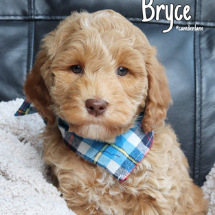 Bryce