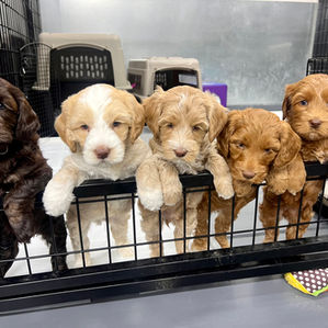 Australian Labradoodle Puppies
