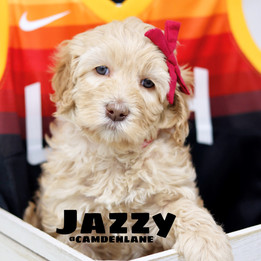 Jazzy