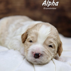 Australian Labradoodle Puppies