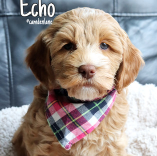 Echo