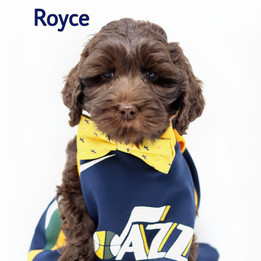 Royce