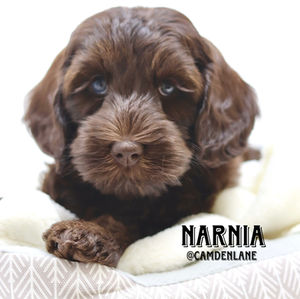 Australian Labradoodle Puppy