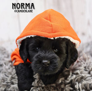 Australian Labradoodle puppy