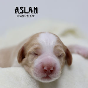 Australian Labradoodle Puppy