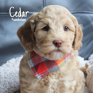 Cedar