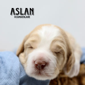 Australian Labradoodle Puppy