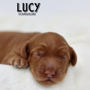 Australian Labradoodle Puppy